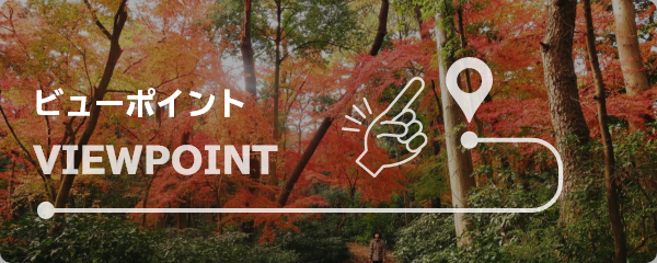 ビューポイント