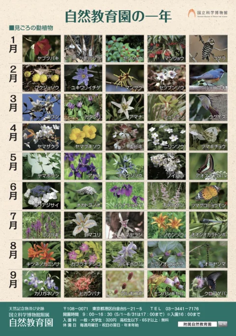 自然教育園の一年02